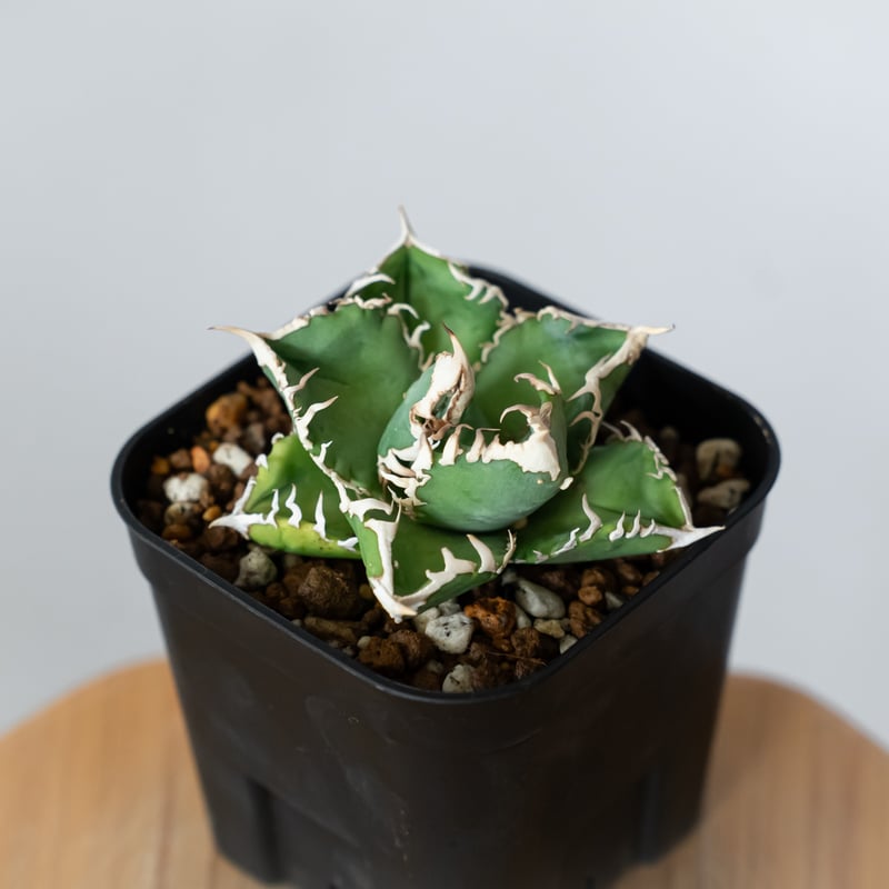 アガベ チタノタ 白幽霊【発根管理中】TC株 agave titanota white gho