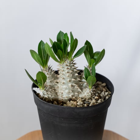 パキポディウム 恵比寿大黒 実生 Pachypodium Densicaule 塊根植物 コーデックス 多肉植物 珍奇植物 静岡 ANTIDOTE 通販 S1420