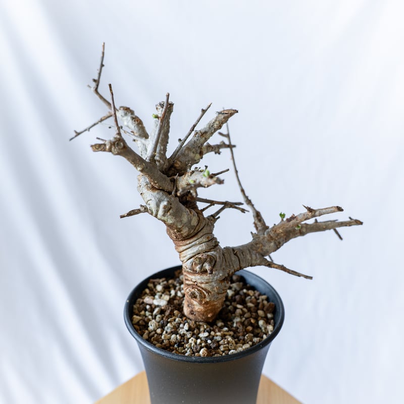 ボスウェリア ネグレクタ 現地株 低重心 /検索 灌木neglecta