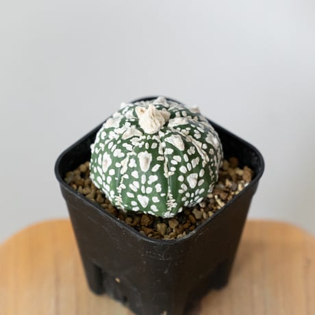 アストロフィツム スーパー兜 Vタイプ アロータイプ 実生 Astrophytum asterias Super Kabuto V サボテン 多肉植物 静岡 ANTIDOTE 通販 S1474