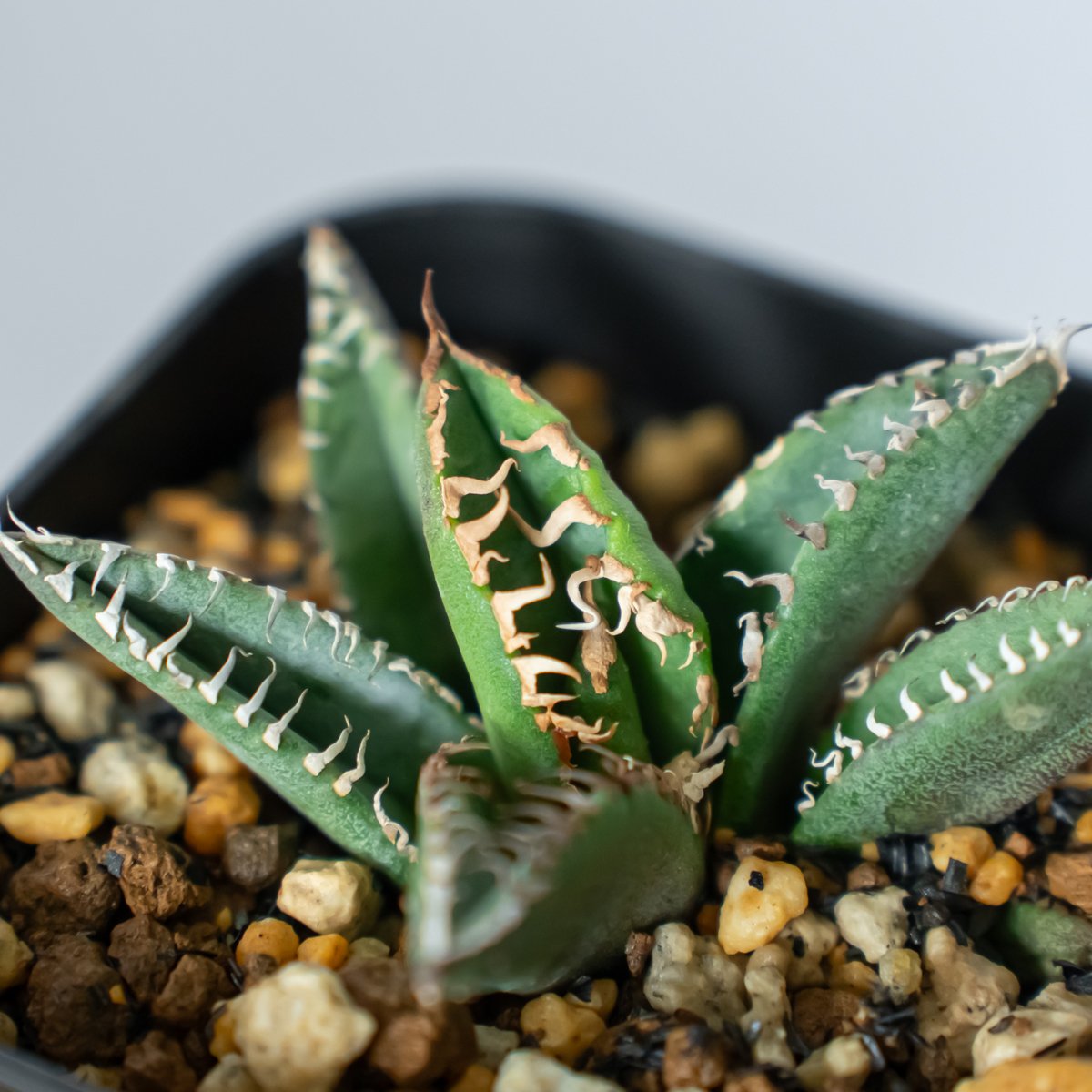 アガベ チタノタ 鬣蜥Iiexi 福建省産 アガベ チタノタ 鬣蜥 イグアナ Agave Titanota Liexi
