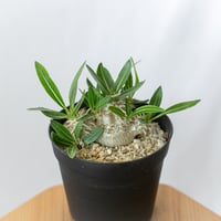 パキポディウム 恵比寿大黒 実生 Pachypodium Densicaule 塊根植物 コーデックス 多肉植物 珍奇植物 静岡 ANTIDOTE 通販 S595