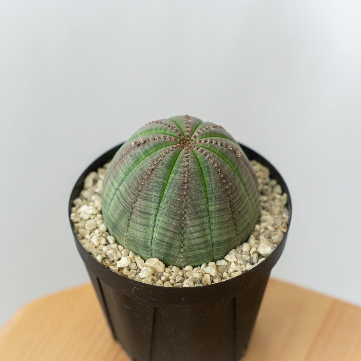 ユーフォルビア オベサ 美株 雄株 オス株 実生 Euphorbia obesa 多肉