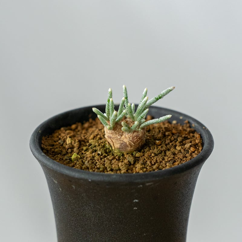 アボニア クイナリア Avonia quinaria 塊根植物 コーデックス 冬型