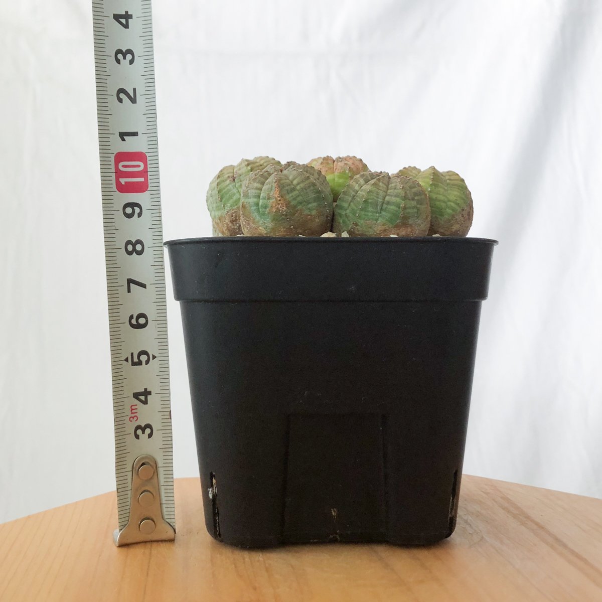 ユーフォルビア 【謎のオベサ群生】【超レア級品】 ユーフォルビア 【謎のオベサ群生】【超レア級品】