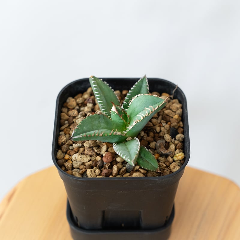 極上株】アガベ チタノタ 鬣蜥 イグアナ TC株 Agave titanota 多肉植物