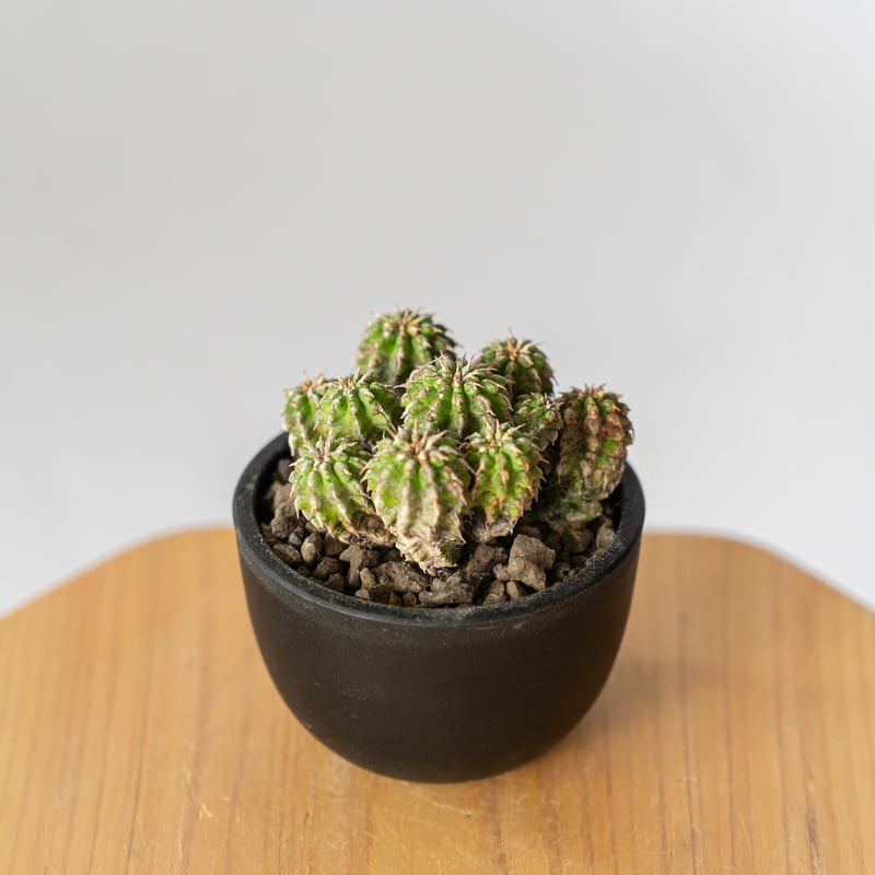 ユーフォルビア セプルタ Euphorbia sepulta 多肉植物 珍奇植物 ANTID