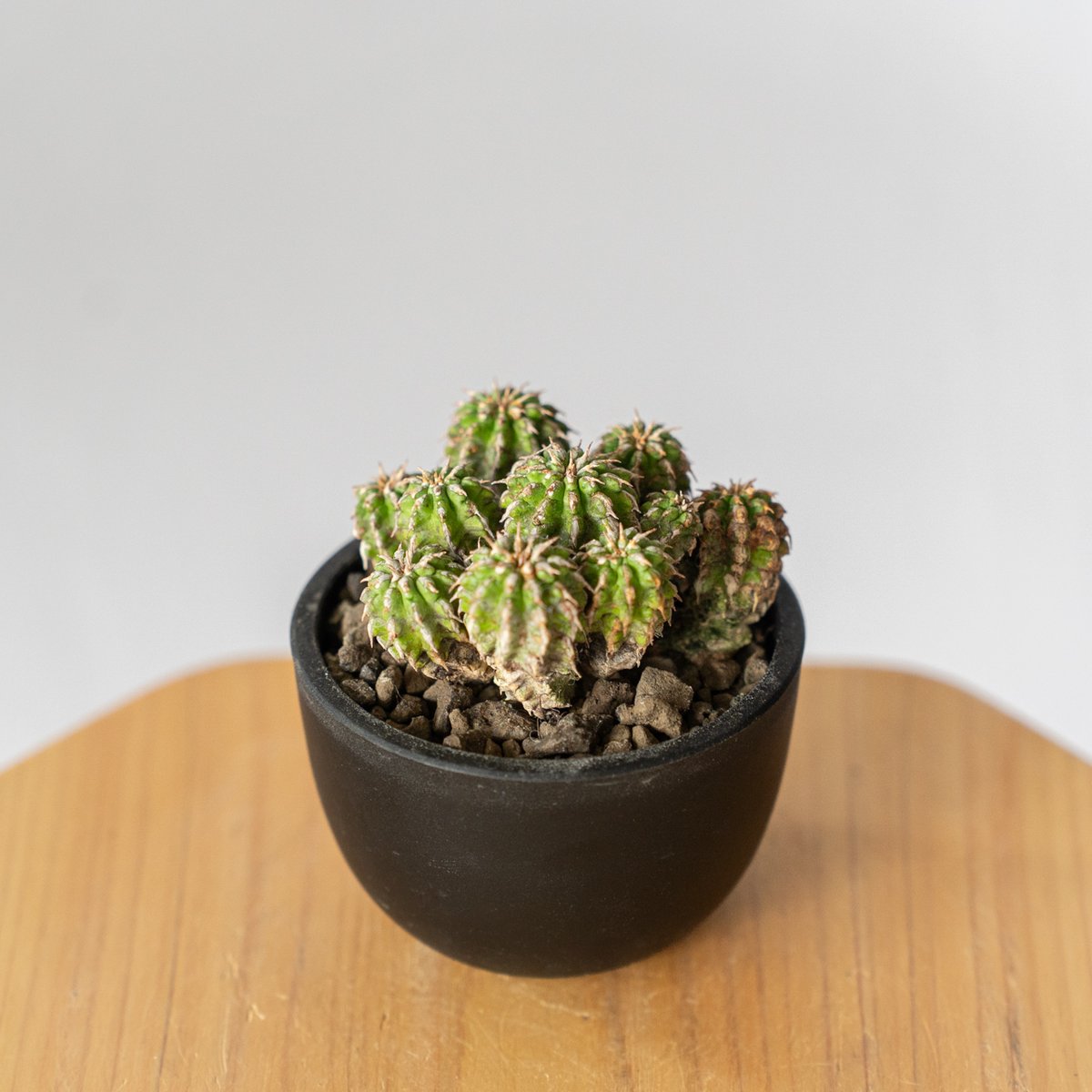 ユーフォルビア セプルタ Euphorbia sepulta 多肉植物 珍奇植物 ANTID