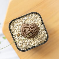 亀甲竜 ディオスコレア・エレファンティペス Dioscorea elephantipes 塊根植物 コーデックス 多肉植物 珍奇植物 ANTIDOTE 静岡 通販 S798