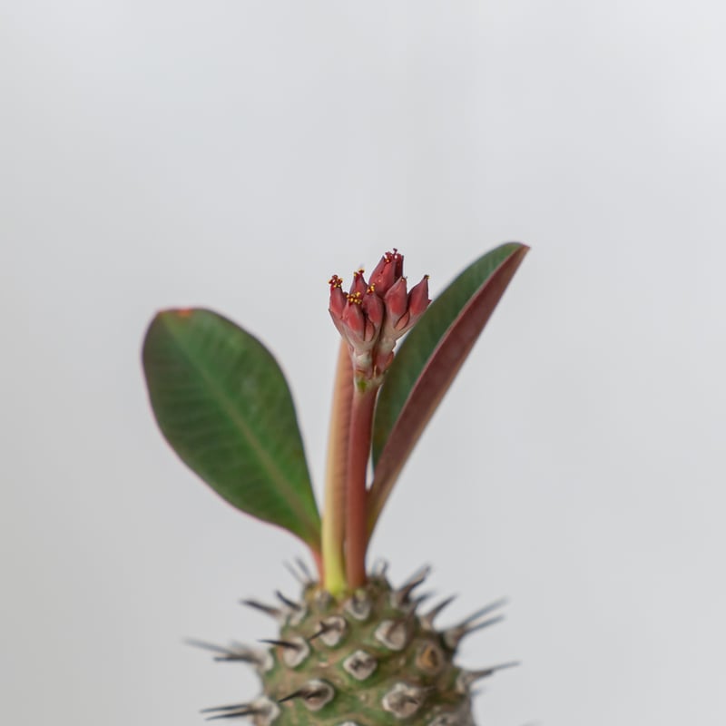 ユーフォルビア パキポディオイデス 美株 Euphorbia pachypodioides 多