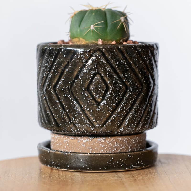 ギムノカリキウム 海王丸 鉢セット Gymnocalycium paraguayense サボ
