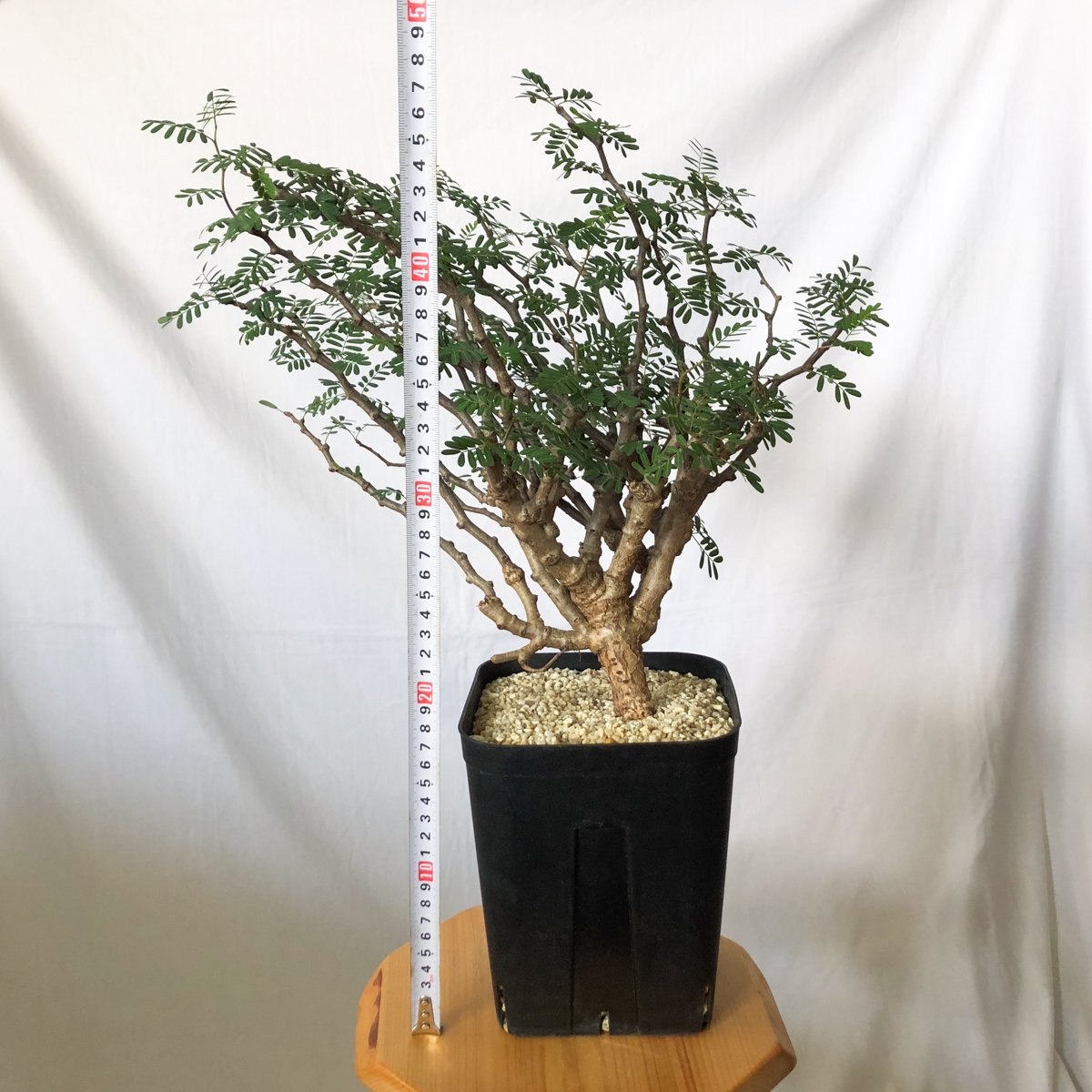 センナ メリディオナリス 特大株 Senna Meridionalis 灌木コーデックス