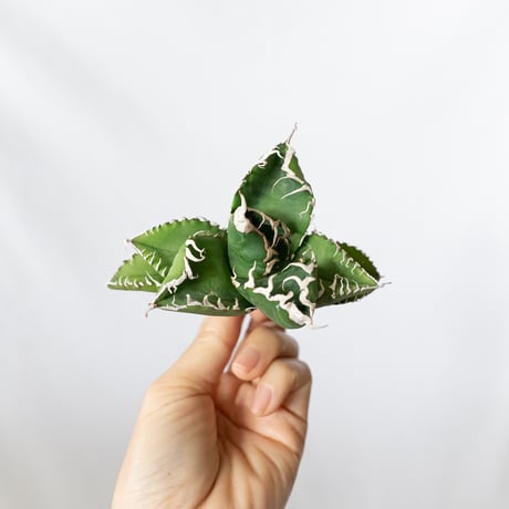 悪魔くん | STORES