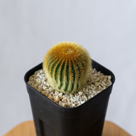 ユーベルマニア | STORES