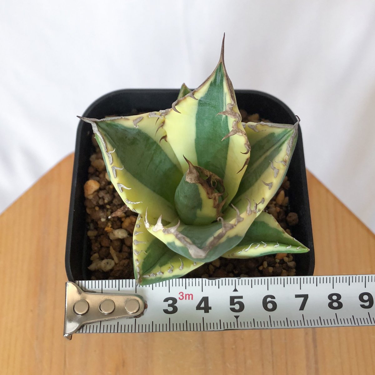 アガベ チタノタ スナグルトゥース OC株 美株 Agave titanota Snaggle