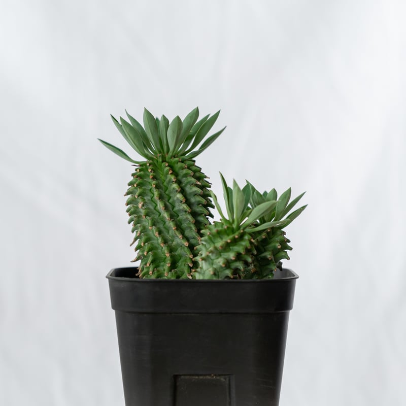 ユーフォルビア アズミノテッコウマル 安曇野鉄甲 実生 Euphorbia