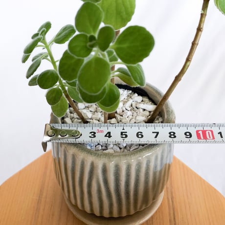 アロマティカス 鉢セット キューバンオレガノ Aromaticus 多肉植物  観葉植物 静岡 ANTIDOTE 通販 S1284