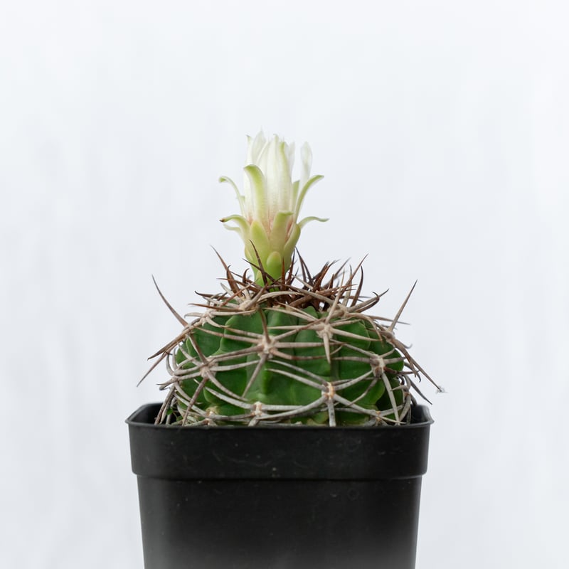 ギムノカリキウム フェロシオール 実生 Gymnocalycium hybopleurum v