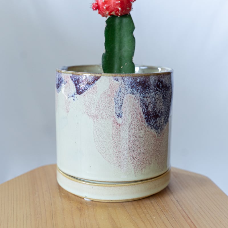 ギムノカリキウム ピルツィオラム D.I.P鉢付き ギムノカリキウム