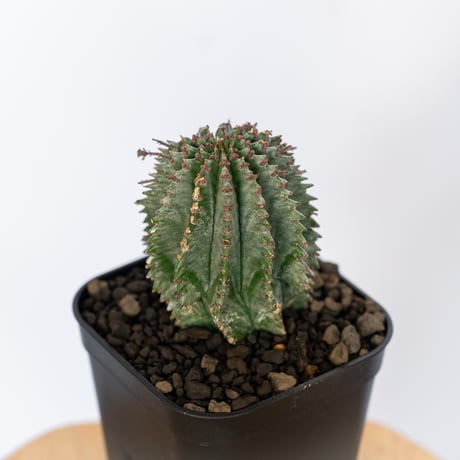 ユーフォルビア ホリダ Euphorbia horrida 多肉植物 珍奇植物 ANTIDOTE 静岡 通販 S1141