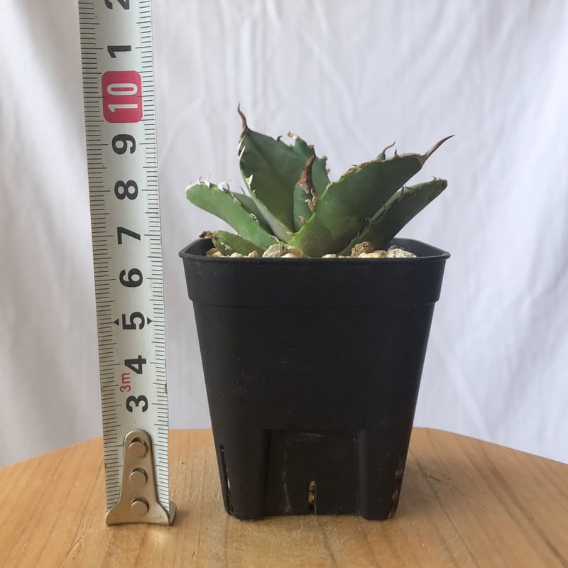 アガベ チタノタ 白犀牛 シロサイ【発根管理中】TC株 Agave titanota