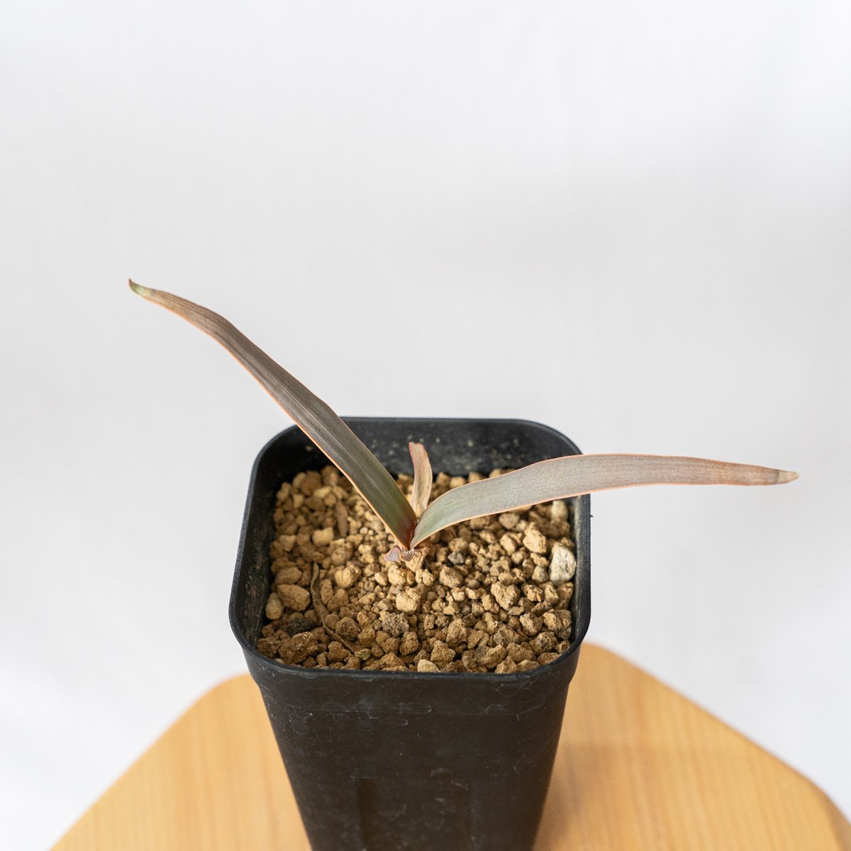 奇想天外（Welwitschia mirabilis）タイ産の大型個体 奇想天外（Welwitschia mirabilis）タイ産の大型個体 - メルカリ