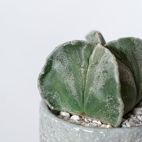 アストロフィツム ランポー玉 4稜 鉢セット 鸞鳳玉 四角ランポー Astrophytum myriostigma サボテン 多肉植物 観葉植物 静岡 ANTIDOTE 通販 S1340