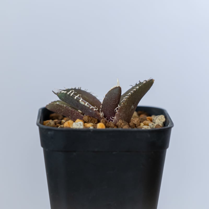 ktmボタニカル様用　特大　発根済み　アボニア 発根済】24cm 金鯱 サボテン 8号 多肉植物 ドライガーデン