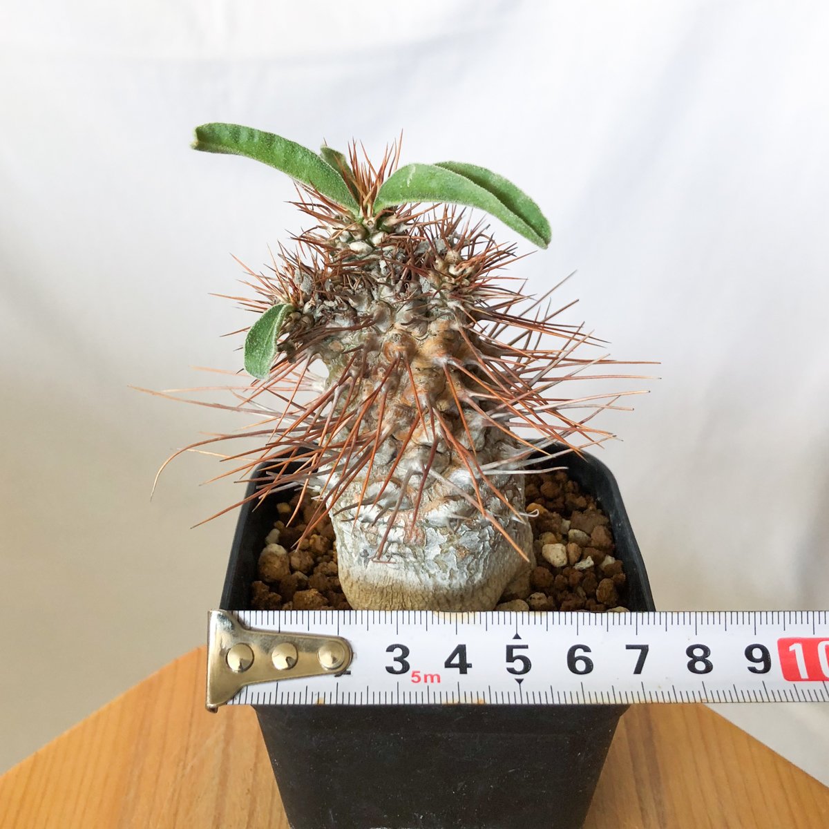 【実生】パキポディウム　ナマクアナム パキポディウム ナマクアナム 光堂 実生 実生 Pachypodium namaquanum