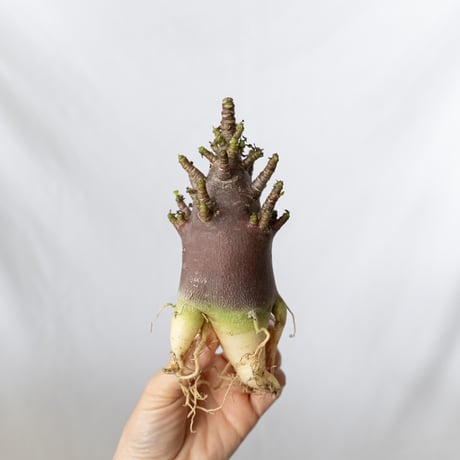 週末値下げ　アデニウム　アラビカム　タイ産 Amazon.co.jp: 【種子】 アデニウム アラビカム 種 10粒 Adenium