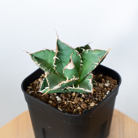 アガベ チタノタ 緑幽霊  Agave titanota TC株 多肉植物 珍奇植物 静岡 ANTIDOTE 通販 S1101