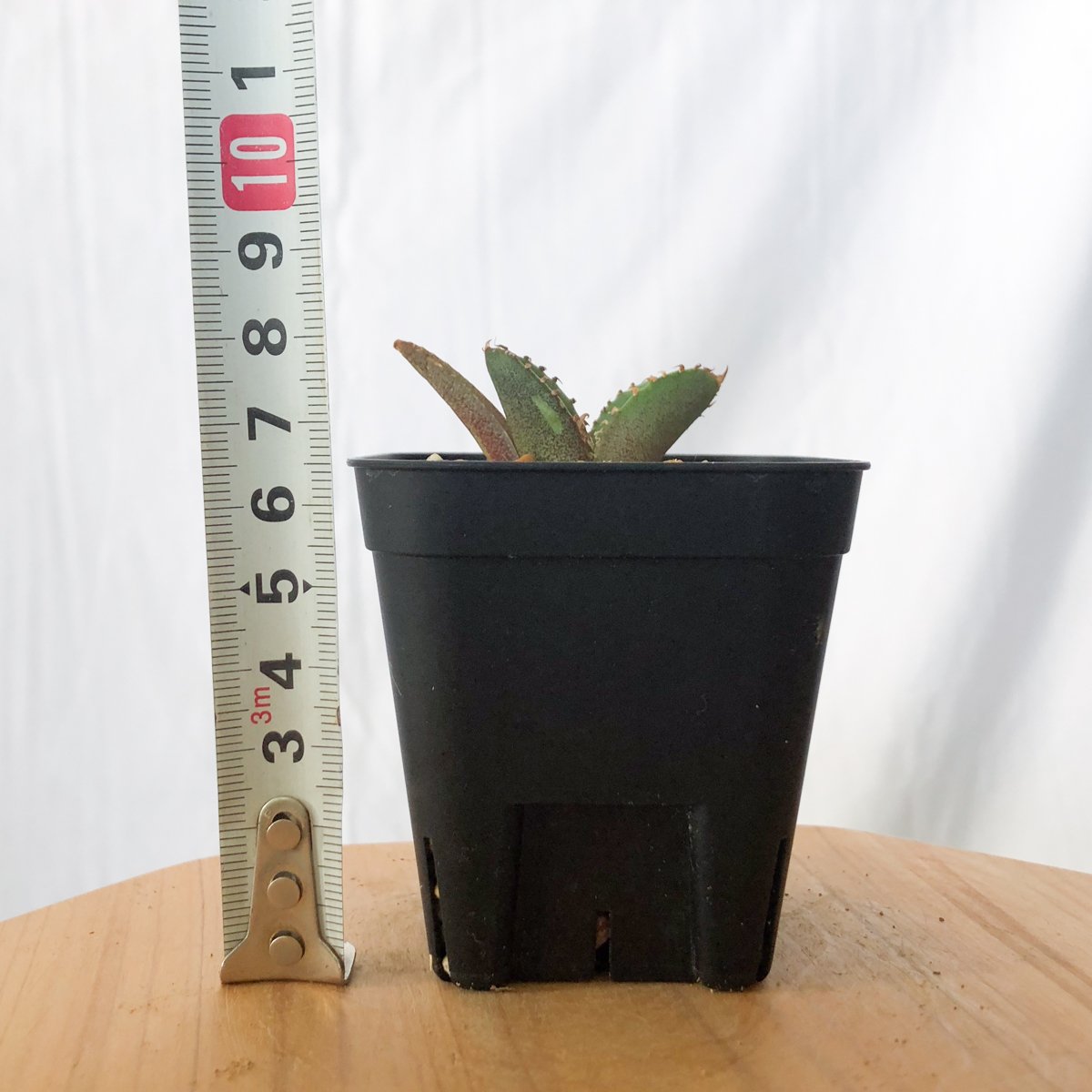 アガベ チタノタ 鰐亀 ワニガメ【発根管理中】TC株 Agave titanota