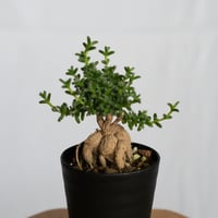 トリコディアデマ ブルボスム 姫紅小松 実生 Trichodiadema bulbosum 盆栽 塊根植物 コーデックス 多肉植物 珍奇植物 静岡 ANTIDOTE 通販 S1278