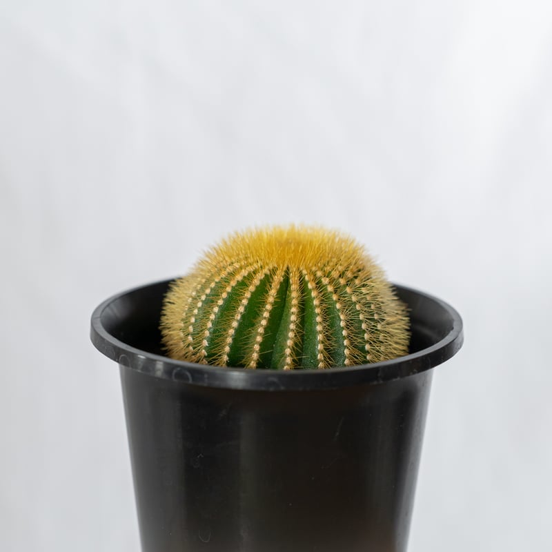 ユーベルマニア エリオカクトイデス 実生 Uebelmannia pectinifera v.
