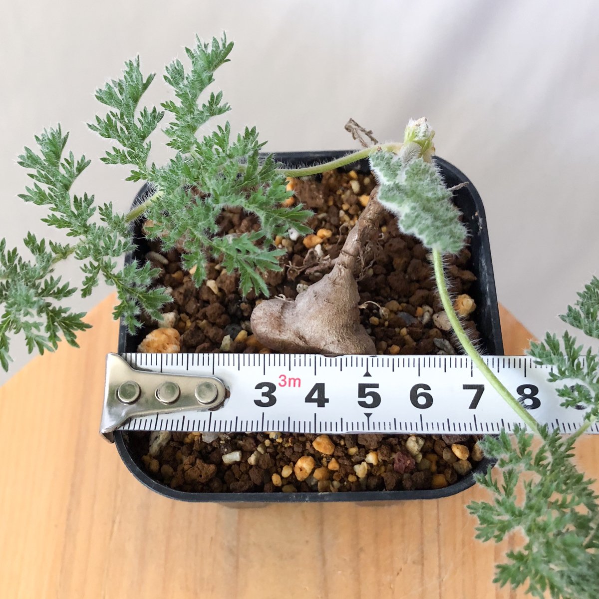 ペラルゴニウム トリステ 実生 Pelargonium triste 多肉植物 珍奇植物
