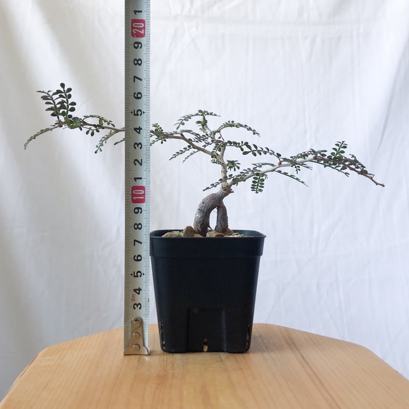 枝振り◎】パキプス 根挿し(7) needles 2023ss ナローオペルクリカリア