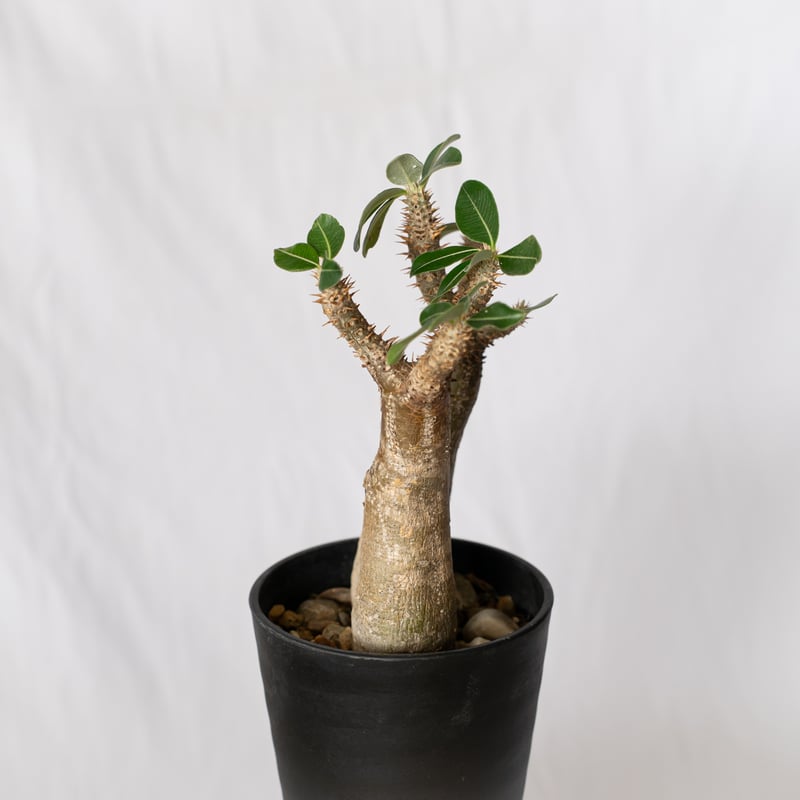 パキポディウム エニグマティクム 現地球 Pachypodium enigmaticum 塊根