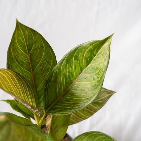 アグラオネマ レッドアーミー aglaonema 観葉植物 静岡 ANTIDOTE 通販 S４０