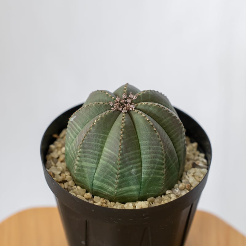 ユーフォルビア オベサ メス株 雌株 美株 Euphorbia obesa 多肉植物