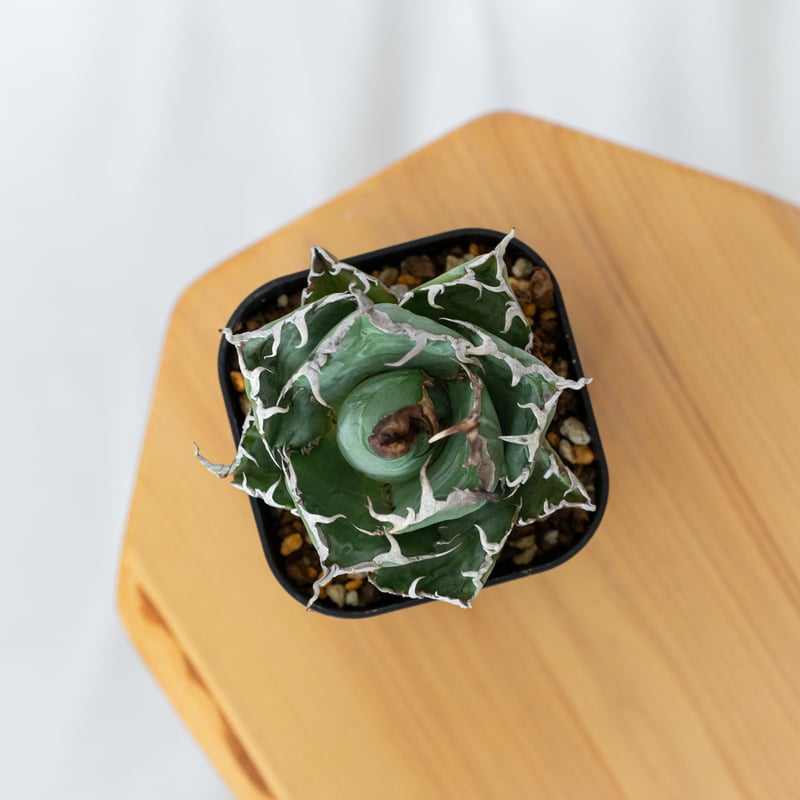 アガベ チタノタ 白鯨 美株 OC株【発根管理中】Agave titanota White W