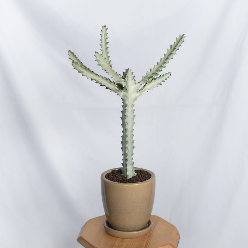 ユーフォルビア ホワイトゴースト 鉢セット Euphorbia lactea White Gh