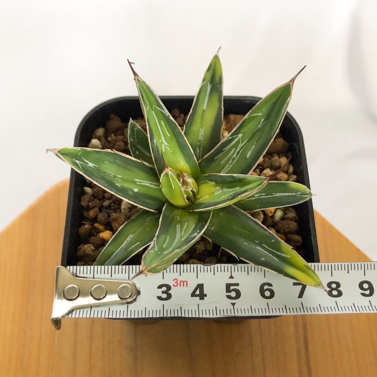 アガベ 笹の雪 サンキング OC株 Agave victoriae-reginae varie
