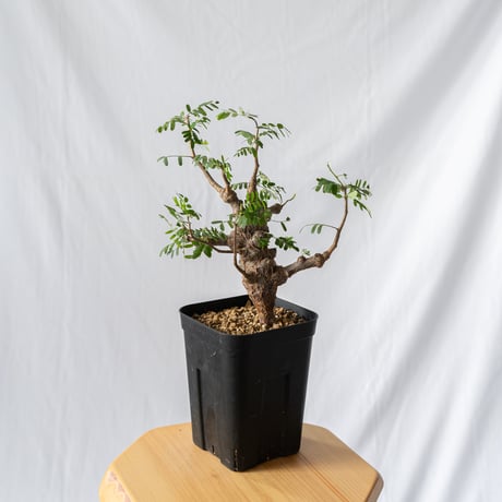 センナ メリディオナリス Senna Meridionalis コーデックス 塊根植物 多肉植物 珍奇植物 静岡 ANTIDOTE 通販 S91