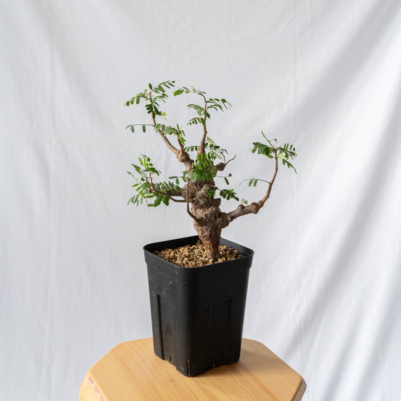 センナ メリディオナリス Senna Meridionalis コーデックス 塊根植物