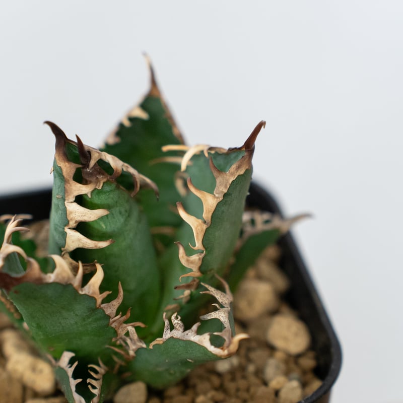 アガベ チタノタ 赤猫 OC株 美株 【発根管理中】Agave titanota Red Ca