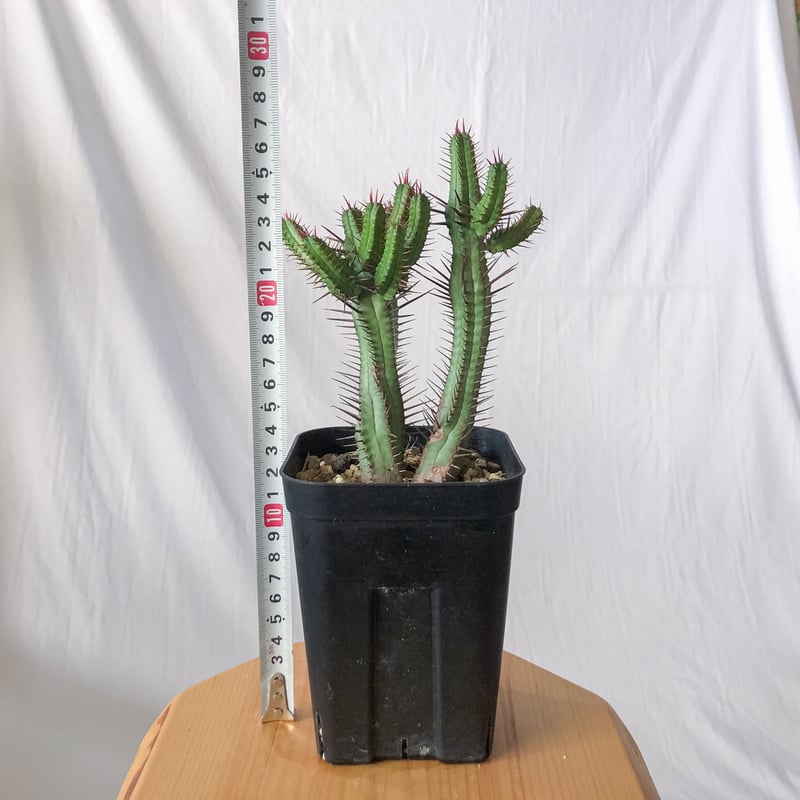 ユーフォルビア エノプラ Euphorbia enopla 紅彩閣 塊根植物