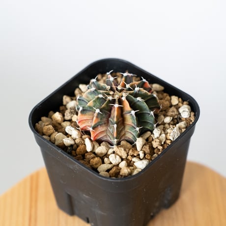 ギムノカリキウム ミハノビッチ 実生 緋牡丹錦 ヒボタンニシキ Gymnocalycium mihanovichii サボテン 多肉植物 珍奇植物 静岡 ANTIDOTE 通販 S1372
