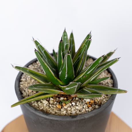 アガベ 笹の雪錦 OC株 Agave victoriae-reginae variegata 多肉植物 珍奇植物 ANTIDOTE 静岡 通販 S1164