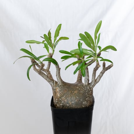 パキポディウム グラキリス 現地球 大株 pachypodhium Gracilius 塊根植物 コーデックス 多肉植物 珍奇植物 静岡 ANTIDOTE 通販 S627