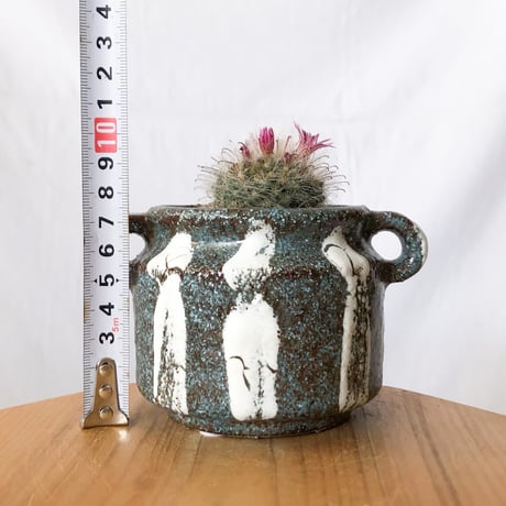 マミラリア グラッシー 鉢セット Mammillaria glassii サボテン 多肉植物 珍奇植物 静岡 ANTIDOTE 通販 S1405